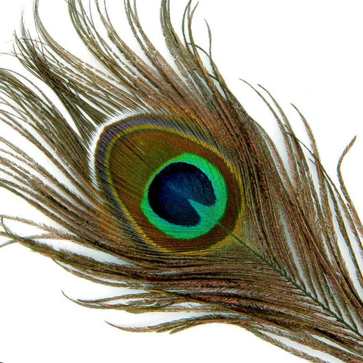 Plumas de Pavo Real con Ojos Naturales 2-6 cm - Image 2