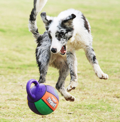 Orange basketball dog toy with a kettlebell-style handle, labeled GiGwi Jumball, for medium to large dogs. - Image 11