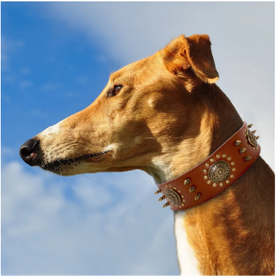 Collar Retro para Mascotas con Remaches de Aleación - Image 5