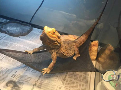 Hamaca para Reptiles - Descanso Cómodo para Lagartos y Serpientes - Image 10