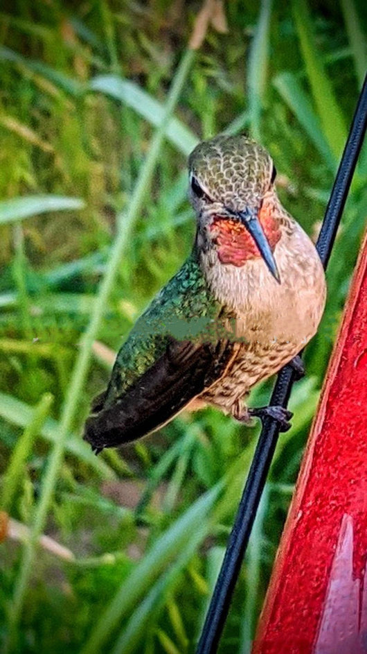Comedero Colgante Tubo Largo para Colibrís - Rojo Brillante - Image 7