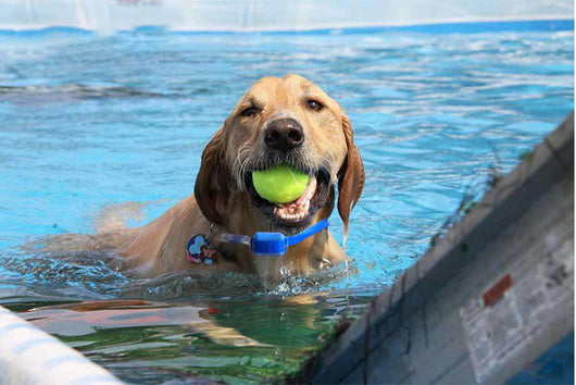 Dispositivo Recargable para Adiestramiento Canino - Corrector de Ladridos - Image 9