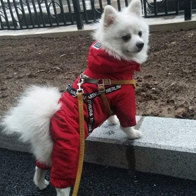 Abrigo Térmico para Perros Pequeños Bichon - Ropa de Invierno Cálida - Image 10