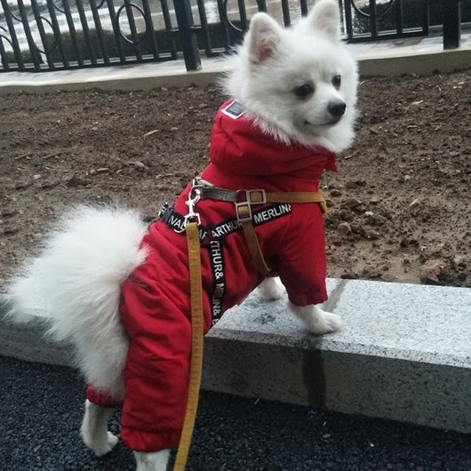 Abrigo Térmico para Perros Pequeños Bichon - Ropa de Invierno Cálida - Image 10