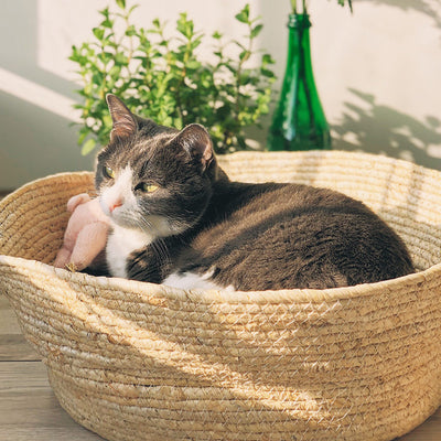 Nido de Ratán para Gatos Transpirable Todo Clima - Image 11