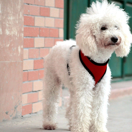 Arnés Chaleco Teddy con Cadena para Perros Pequeños - Image 15