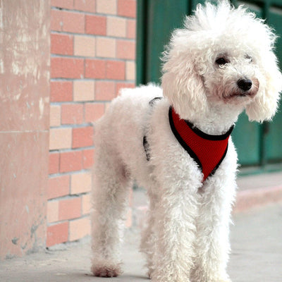 Arnés Chaleco Teddy con Cadena para Perros Pequeños - Image 6