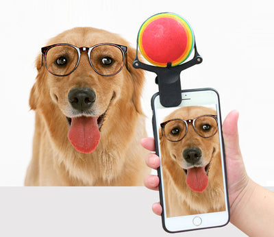 Black pet selfie artifact phone clip with blue accents, holding a bright neon yellow tennis ball, shown attached to a smartphone. - Image 8