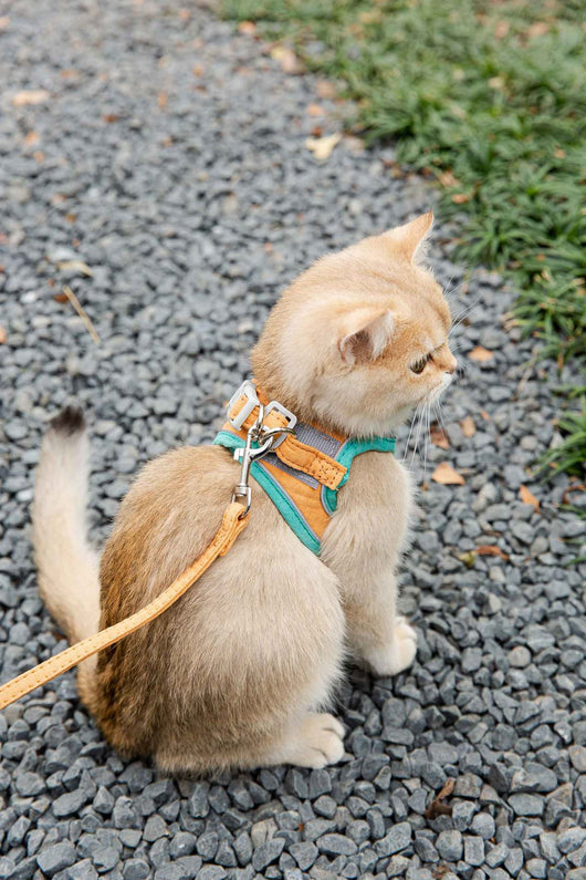 Arnés Reflectante para Gatos - Chaleco de Tracción Seguro para Paseos - Image 15