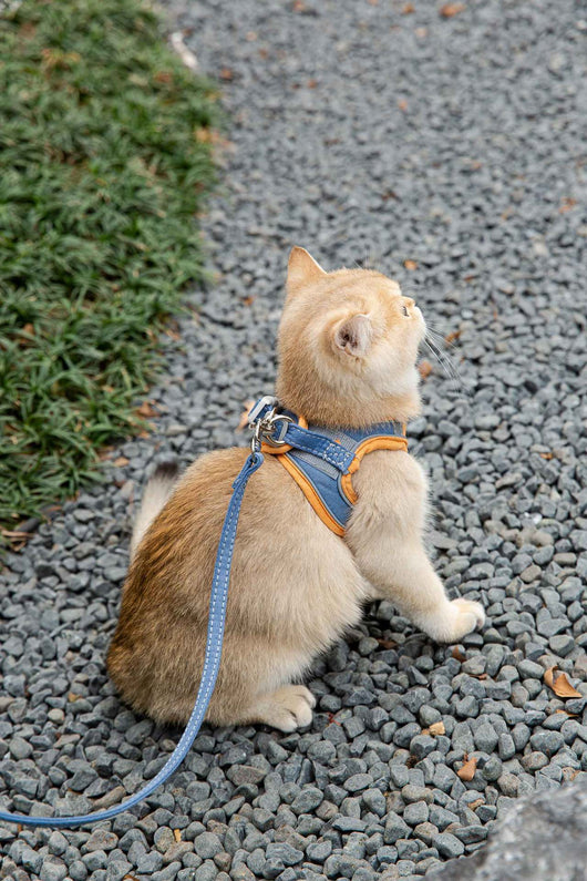 Arnés Reflectante para Gatos - Chaleco de Tracción Seguro para Paseos - Image 18