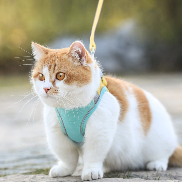 Arnés para Gato Estilo Chaleco con Cuerda de Tracción - Protección Antiestrangulamiento
