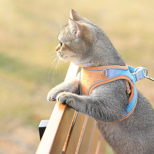 Arnés para Gato Estilo Chaleco con Cuerda de Tracción - Protección Antiestrangulamiento