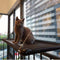 Hamaca Ventana para Gatos con Ventosas de Succión