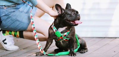 Arnés Protector Traqueal para Mascotas - Chaleco de Seguridad Anatómico - Image 7