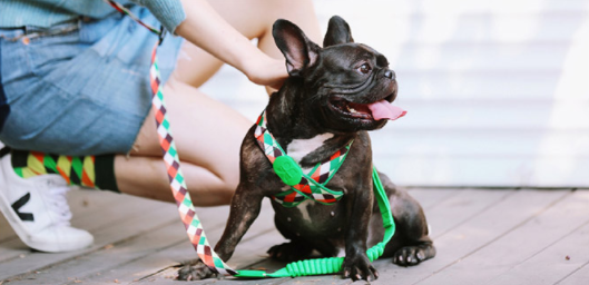 Arnés Protector Traqueal para Mascotas - Chaleco de Seguridad Anatómico - Image 9
