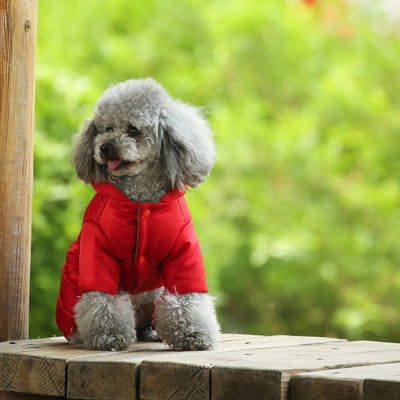 Abrigo Invernal para Perros Pequeños - Teddy, Bichón y Pomerania - Image 6