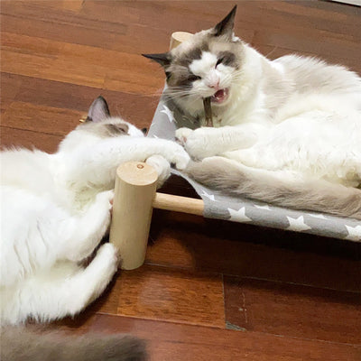 White cat with green eyes chewing on a rough wood stick, holding it firmly with its front paws. - Image 3
