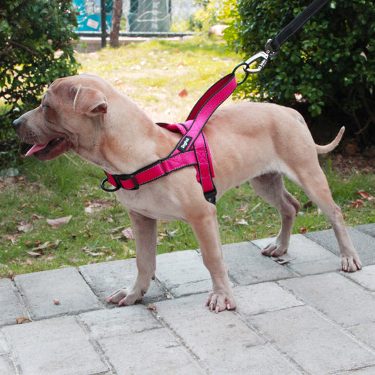 Arnés de Pecho para Perro Talla Grande, Mediana y Pequeña - Chaleco de Tracción para Mascotas - Image 5