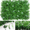 Starry Blanco Lawn