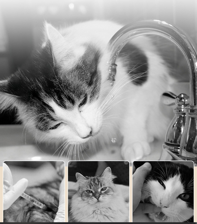 Fuente de Agua Automática para Gatos de Cerámica - Image 10
