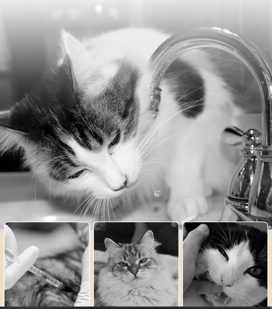 Fuente de Agua Automática para Gatos de Cerámica - Image 10