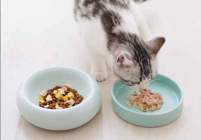 Comedero Cerámico Mochi para Gatos - Diseño Bajo y Ergonómico - Image 10