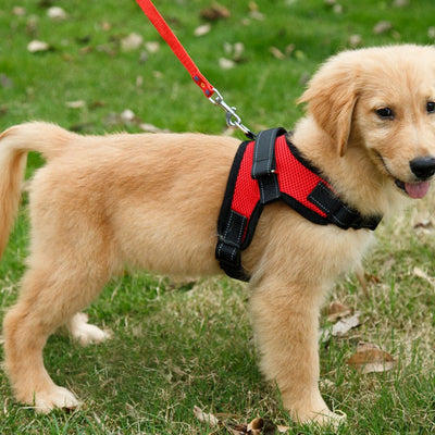 Arnés de Pecho Tipo Silla para Perro de Tela Antimotín - Image 4