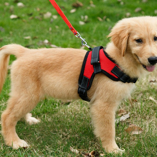 Arnés de Pecho Tipo Silla para Perro de Tela Antimotín - Image 4