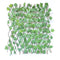 Grape Leaves