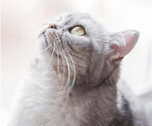 Hamaca Colgante para Gatos - Relájate al Sol - Image 13