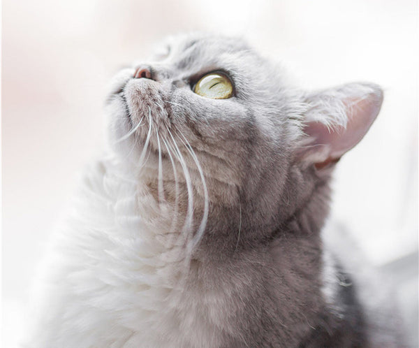 Hamaca Colgante para Gatos - Relájate al Sol