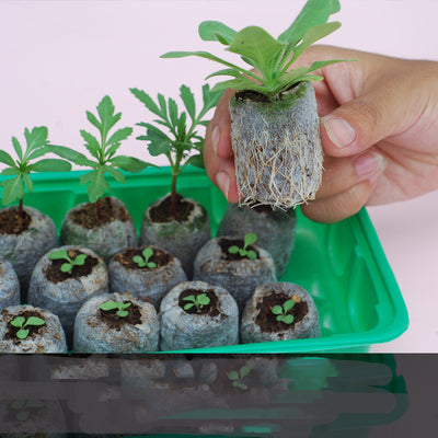 Kit Completo de Herramientas para Suculentas y Plantas - Image 8