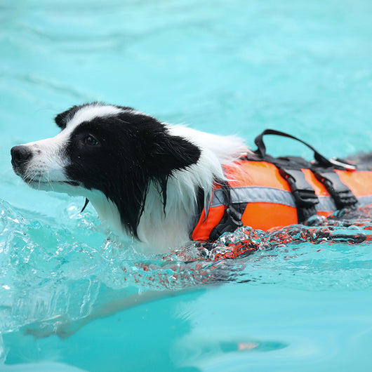 Traje Refrescante de Seguridad para Perros Grandes y Pequeños - Image 2