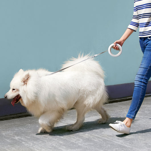 Correa Retráctil para Perros Basic - Image 12
