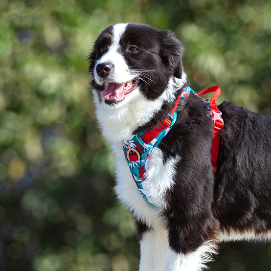 Arnés Pectoral Ajustable para Perros Grandes - Chaleco de Paseo - Image 9