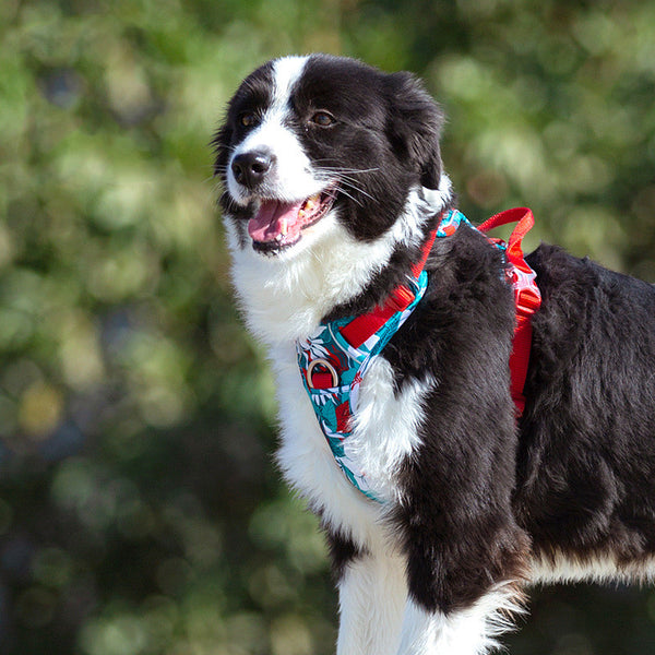 Arnés Pectoral Ajustable para Perros Grandes - Chaleco de Paseo
