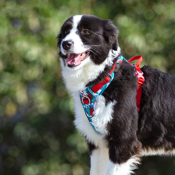Arnés Pectoral Ajustable para Perros Grandes - Chaleco de Paseo