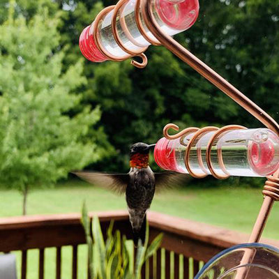 Comedero de Colibrí con Ventosa - Bebedero para Aves Silvestres Fácil de Limpiar - Image 11