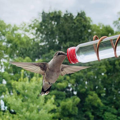 Comedero de Colibrí con Ventosa - Bebedero para Aves Silvestres Fácil de Limpiar - Image 3
