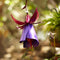 Morado