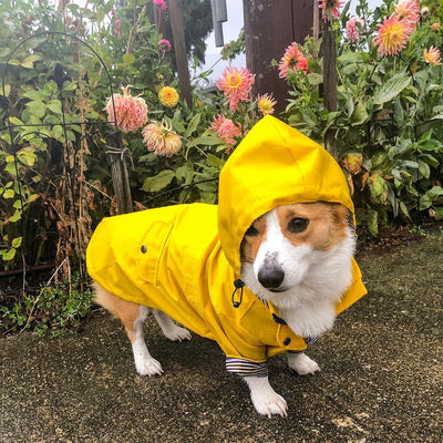 Impermeable Retro Británico para Perros - Abrigo Acolchado Resistente al Viento y la Lluvia - Image 9