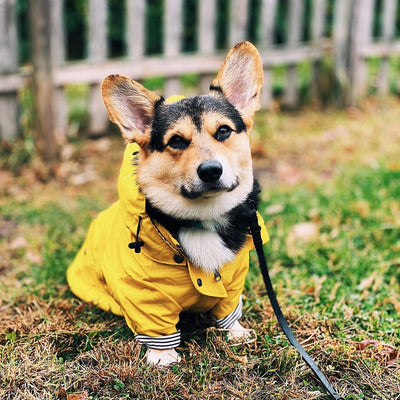 Impermeable Retro Británico para Perros - Abrigo Acolchado Resistente al Viento y la Lluvia - Image 10