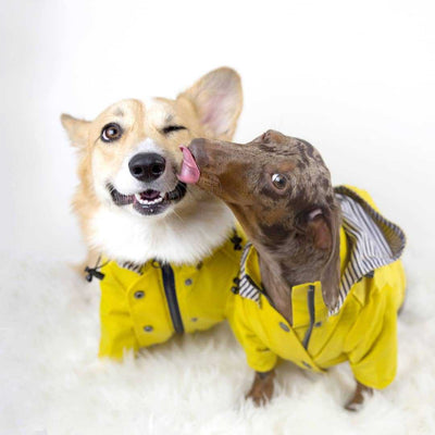 Impermeable Retro Británico para Perros - Abrigo Acolchado Resistente al Viento y la Lluvia - Image 3