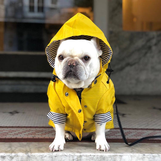 Impermeable Retro Británico para Perros - Abrigo Acolchado Resistente al Viento y la Lluvia