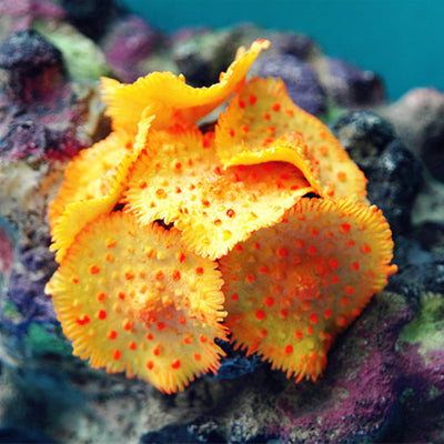 Decoración de Acuario con Coral - Equipo de Paisajismo Acuático - Image 17