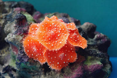 Decoración de Acuario con Coral - Equipo de Paisajismo Acuático - Image 16