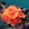 Decoración de Acuario con Coral - Equipo de Paisajismo Acuático