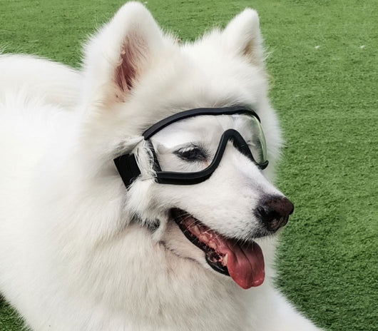 Gafas de Sol para Perros - Accesorios de Moda con Cadena Dorada - Image 4