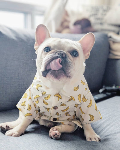 Ropa de Verano para Perros Pequeños con Estampados Fashion en Algodón - Image 8