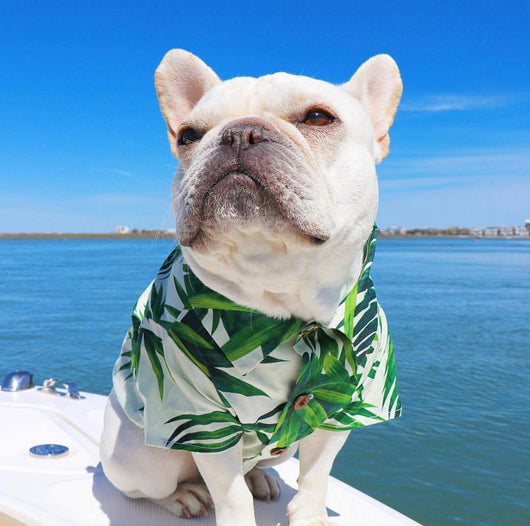 Ropa de Verano para Perros Pequeños con Estampados Fashion en Algodón - Image 10